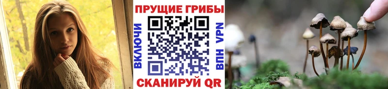 наркошоп  Грязовец  Псилоцибиновые грибы Cubensis 